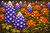 Texas wildflowers