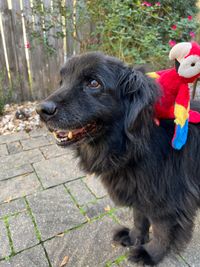 The author's dog Humphrey with parrot